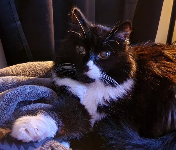 Cosmo
