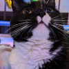 Christmas Cat