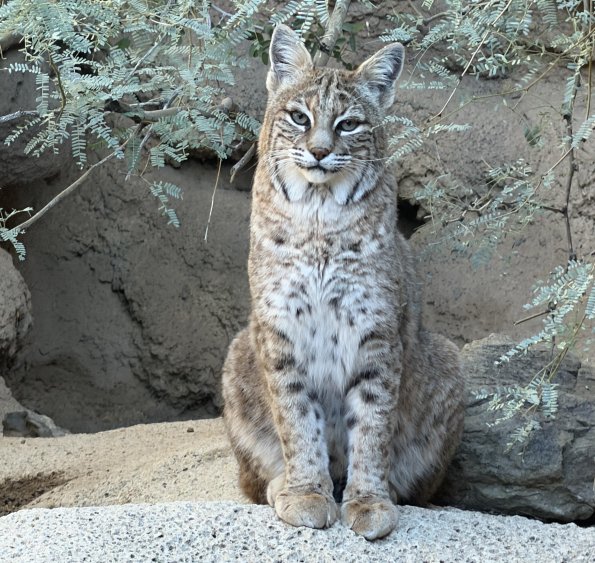 Bobcat