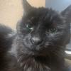 Black Cat