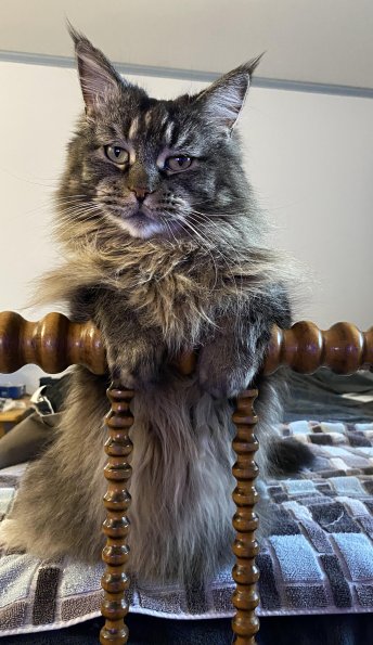 Maine Coon