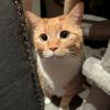 Cutest Cat
