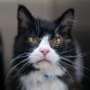 Senior Cat