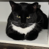 Cat Hideaway