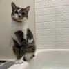 Bathtub Cat 1