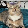 Moishe