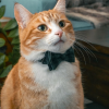 Dapper Orange