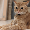 Alarm Cat