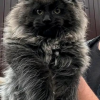 Cat 1