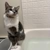 Bathtub Cat 2