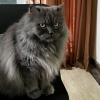 Grumpy Majestic