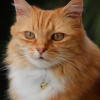 Fluffy 2