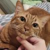 Chin Scritch
