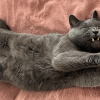 Cat Teeth
