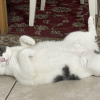 Carpet Cats