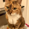 Orange Snoot Cat