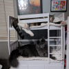 Cat Bunk Beds