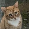 Guest Cat