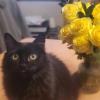 Flower Cat