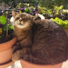 Flower Cat