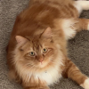 Fluff Cat