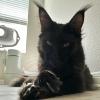 Black Maine Coon