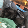 Happy Cat