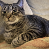 Cat 5