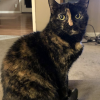 Miki