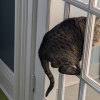 Door Cat