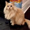 Fluffy 1