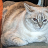 Chonk
