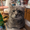 Kitchen Cat