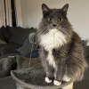 Grey Cat 1