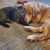 Cat Dog