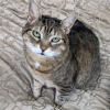Brown Tabby
