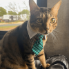Business Cat