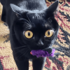 Black Cat Toy Mouse