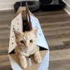 Boxed Cat