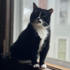 Window Cat 2