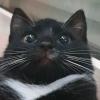 Whiskers