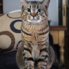 Standard Cat