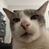 Cat 6