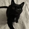 Black Cat 2