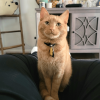 Orange Cat 2
