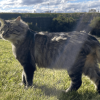 Grass Cat