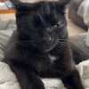 Sly Cat