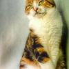 Cat 24