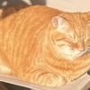 Sunny Side Orange