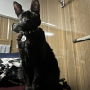 Cruse Ship Cat